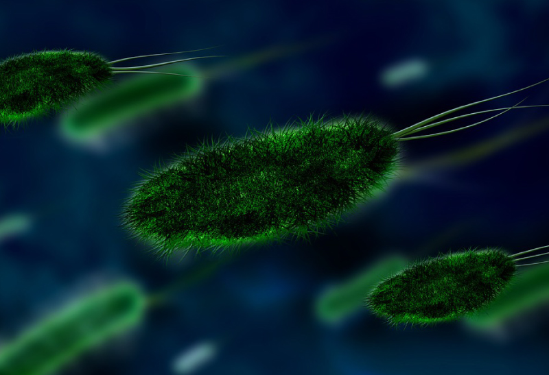 Cientistas propõem criar 'arca de noé' de micróbios que protegem a saúde